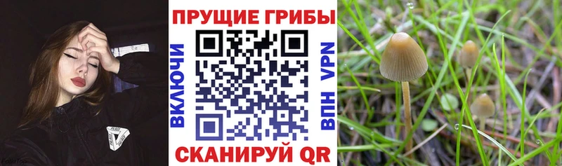 Псилоцибиновые грибы Cubensis  Юрьевец 